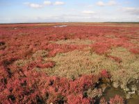 pink_bushes21.jpg