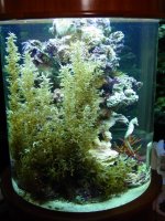 wedding seahorse 161.jpg
