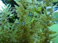 wedding seahorse 134.jpg