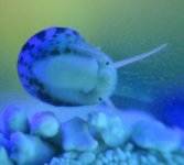 snail1.jpg