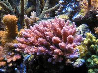 uwpinkacro201003.jpg