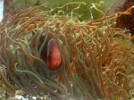 1035anemone.jpg