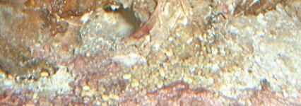 urchin_eggs.jpg