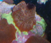 algae.jpg