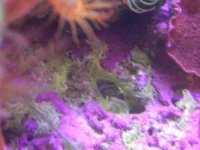 algae2.jpg