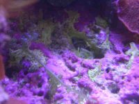 algae3.jpg