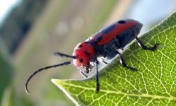 coleoptera1.jpg