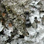 ant2.jpg