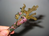 m-digitata2.jpg