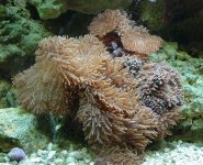 ruffled shrooms.jpg