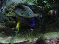reef nov03 039.jpg