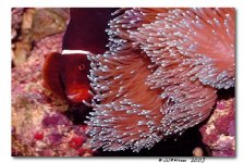 clown_anemone_border.jpg