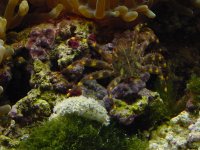 reef25.jpg