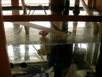 algea in sump 2.jpg