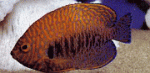 marinedepotlive_1769_7932698.gif