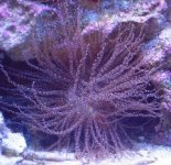 anenome small.jpg