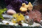 040503yellowpolyps.jpg