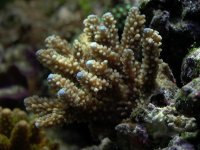 blue tip acros.jpg