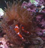 050203clownsbta4.jpg