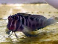 panamic fanged blenny.jpg