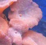 123002redshroomscloseup.jpg