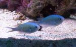 chromis.jpg