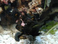 frog.jpg