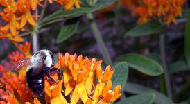 bee.jpg