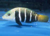 hemigymnus_fasciatusaqfj.jpg
