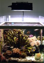 authurs 40 gallon reef using litermeteriii.jpg