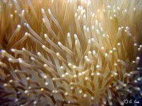 lt leather macro.jpg