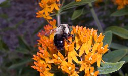 bee2.jpg