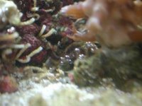 brownpolyp2.jpg