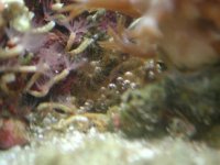 brownpolyp.jpg