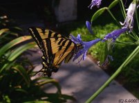 butterfly.jpg