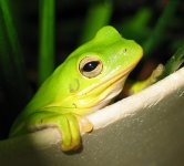 froggy13 dec22.jpg