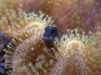 blenny.jpg
