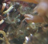 hydroids.jpg