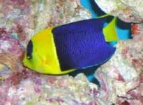 bicolor-cpaug5-03.jpg