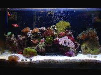 dad's reef wide shot.jpg