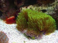 greenstarpolyps.jpg