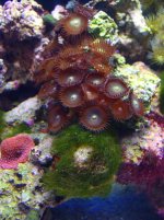moon polyps.jpg