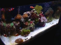 dad's reef top angle view.jpg