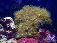 yellow polyps.jpg