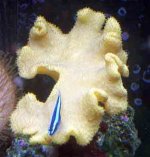 yellowleatherneongoby2.jpg