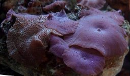 12-15-02 blue mushrooms.jpg