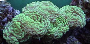 12-6-02 hammer coral 1.jpg