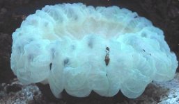 12-16-02 tooth coral.jpg