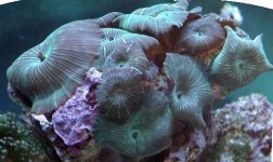12-15-02 green stripe mushrooms.jpg