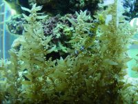 wedding seahorse 124.jpg